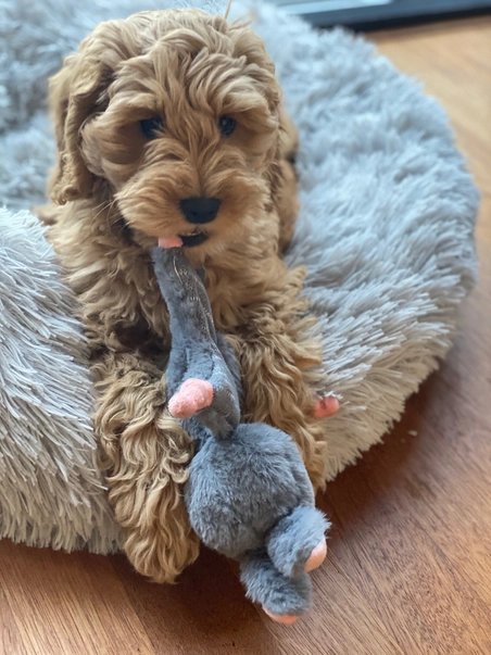 Bunny Puppy Crunchy Knot - Afbeelding 2