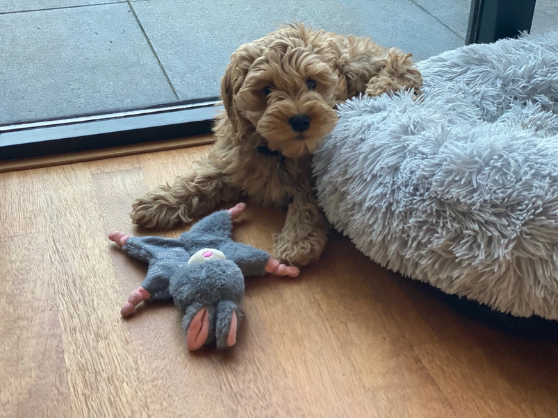 Bunny Puppy Crunchy Knot - Afbeelding 4