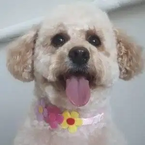 “Trimsalon voor Doodle – Voor en Na” “Professionele Doodle grooming in Zwaag