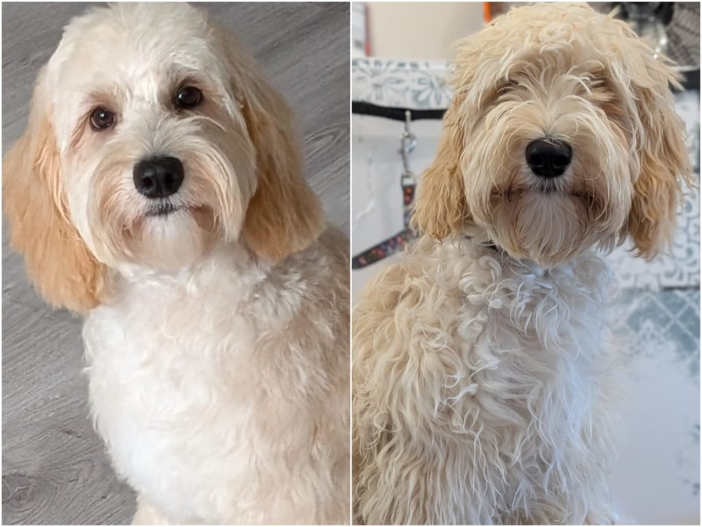 Zoek je een professionele Doodle trimsalon? Boek vandaag nog jouw afspraak bij De Unieke Hond in Zwaag.